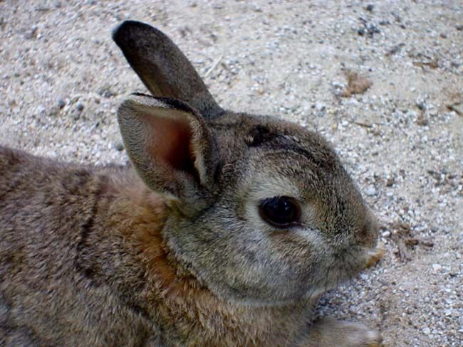 Image has been resized