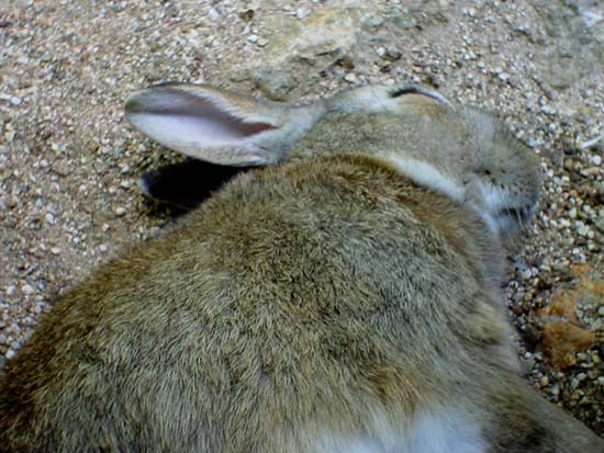 Image has been resized