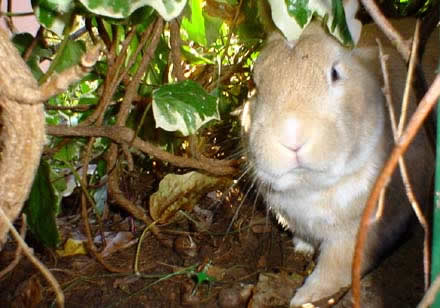 il regale Arturo attraversa una selva di edera