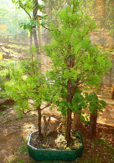 il bonsai di Protty, boschetto di Thuja e Frassino
