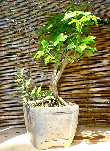 orniello, vaso in gres creato da Barbara, visita la sezione Pottery. in basso si nota un coniglio graffito