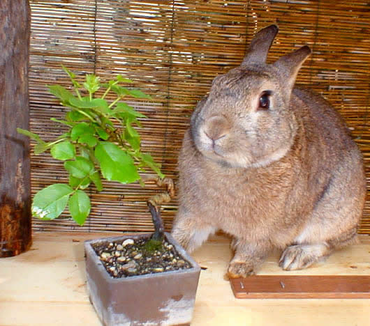 bonsai mame di frassino, Protty accanto d il senso delle proporzioni