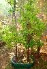 il bonsai di Protty