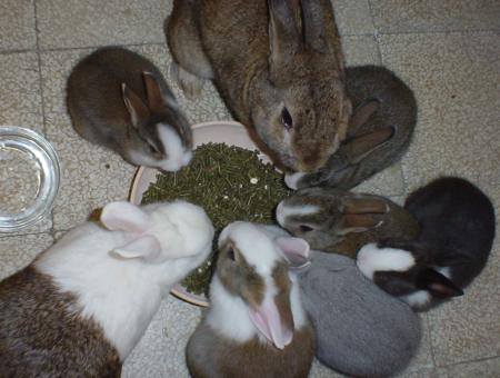 Protty Susina e i Miniprotties a pranzo col Bunny