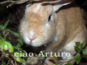 ciao Arturo