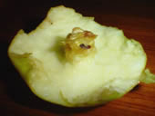 una mela addentata da protty
