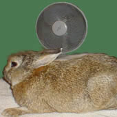 Protty si gode il venticello del ventilatore