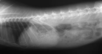 Protty visto ai raggi X. Il meteorismo appare come aria nell'intestino e nello stomaco: sono le macchie più scure.  Il cieco  si intravede appena nella parte più ventrale dell'addome, mentre lo stomaco è discretamente pieno.