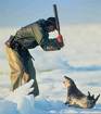 una foca viene uccisa a bastonate
