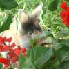 Pollyanna