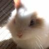 tuppence
