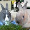 Aston&amp;Choco