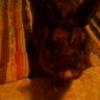 La_coniglietta_Tippi